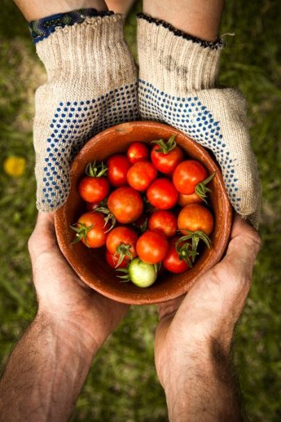 Two people sharing a bowl of tomatoes from a top view.
