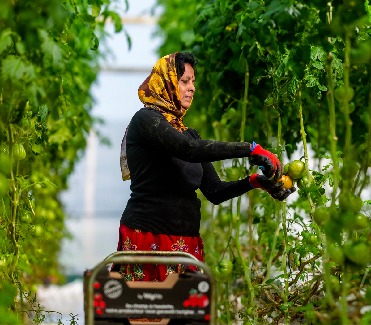 woman-harvesting-vegetables-to-put-them-in-a-box
